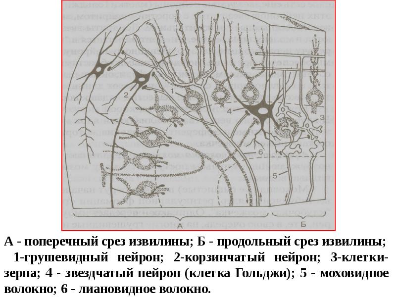 Схема межнейрональных связей в коре мозжечка структурные взаимосвязи