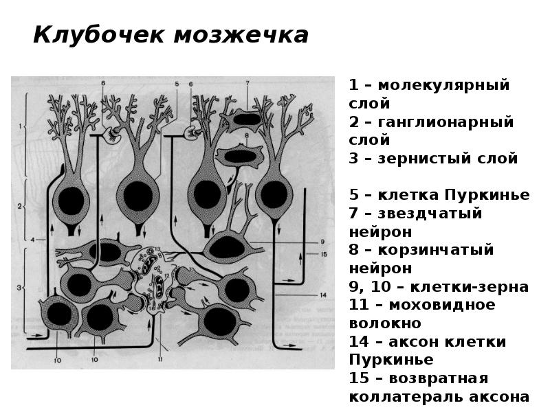 Схема коры мозжечка