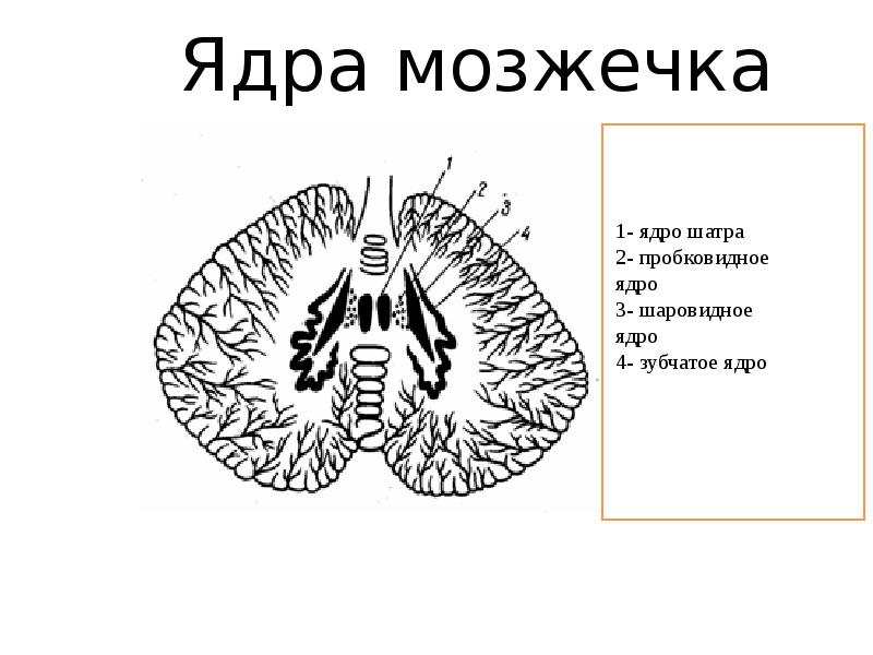 Мозжечок рисунок с обозначениями