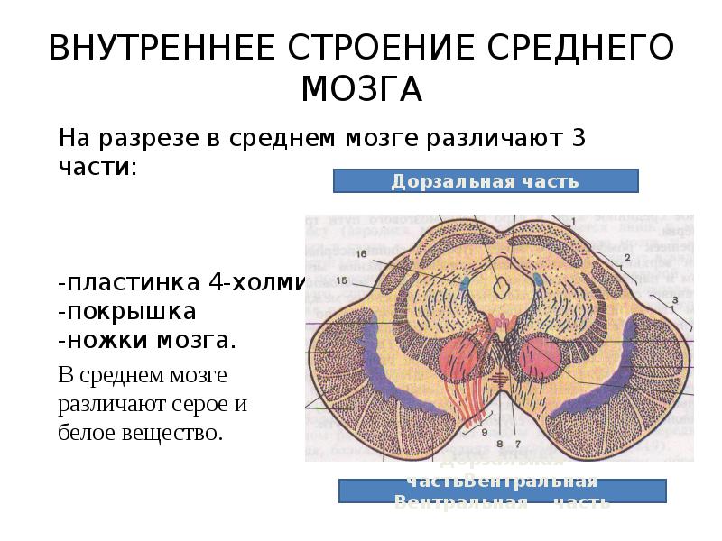 Строение среднего мозга в головном мозге