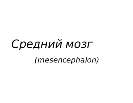 средний мозг и мозжечок