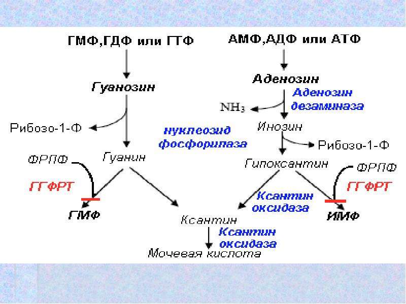 Схема переваривания нуклеопротеинов