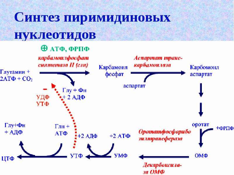 Синтез нуклеотидов. Синтез пиромидных нуклеотидоф. Схема синтеза пиримидиновых нуклеотидов. Источники для синтеза пиримидиновых нуклеотидов. Синтез пиридиновых нуклеотидов схема.