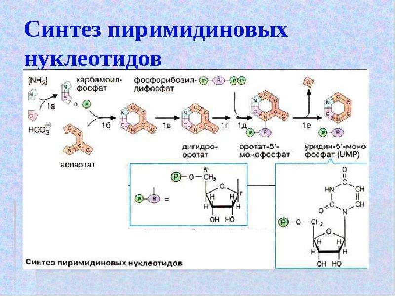 Нуклеотиды место синтеза. Синтез пиримидиновых нуклеотидов. Схема синтеза пиримидиновых нуклеотидов. Синтез пиримидиновых нуклеотидов нуклеотидов. Синтез мирамидиновых нуклеоттдов.