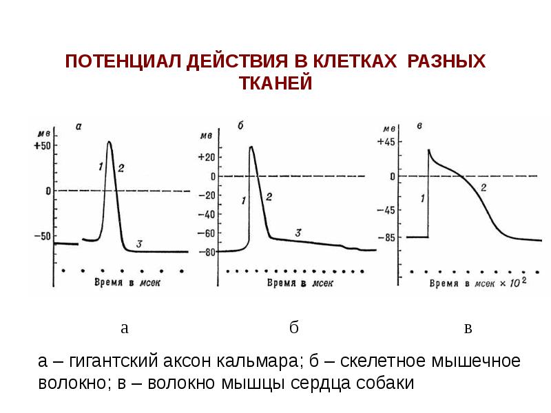 Потенциал действия это ответ. Величина потенциала действия в разных тканях. Схема потенциала действия физиология. Схема регистрации потенциала действия в аксоне.