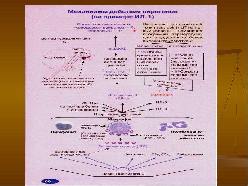 Воспаление лихорадка презентация