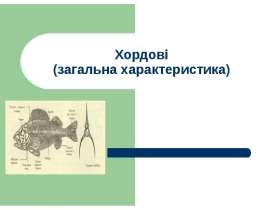 ХОРДОВІ