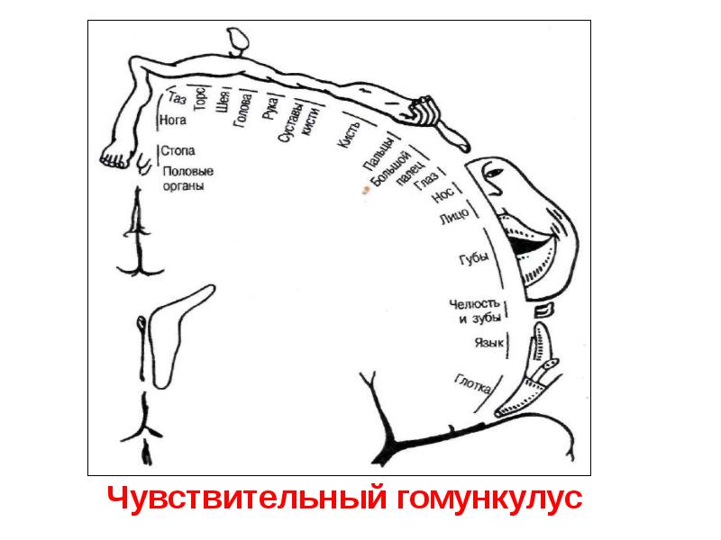 Чувствительный. Чувствительный гомункулус Пенфилда. Чувствительный гомункул. Сенсорный гомункулус схема. Корковая проекция чувствительности (сенсорный гомункулус Пенфилда).