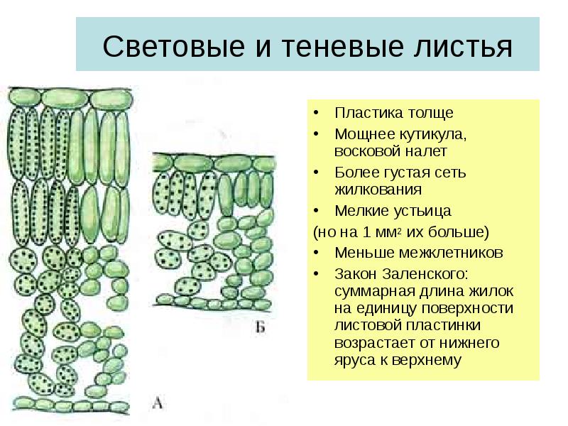 Особенности строения теневых листьев