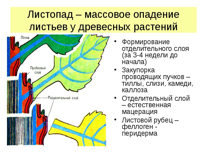 Последовательность листопада