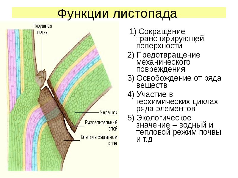 Правильный порядок листопада