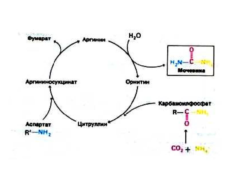 Цикл синтеза. Синтез мочевины орнитиновый цикл биологическая роль. Орнитиновый цикл суммарное уравнение. Регуляция орнитинового цикла. Схема нарушения орнитинового цикла.