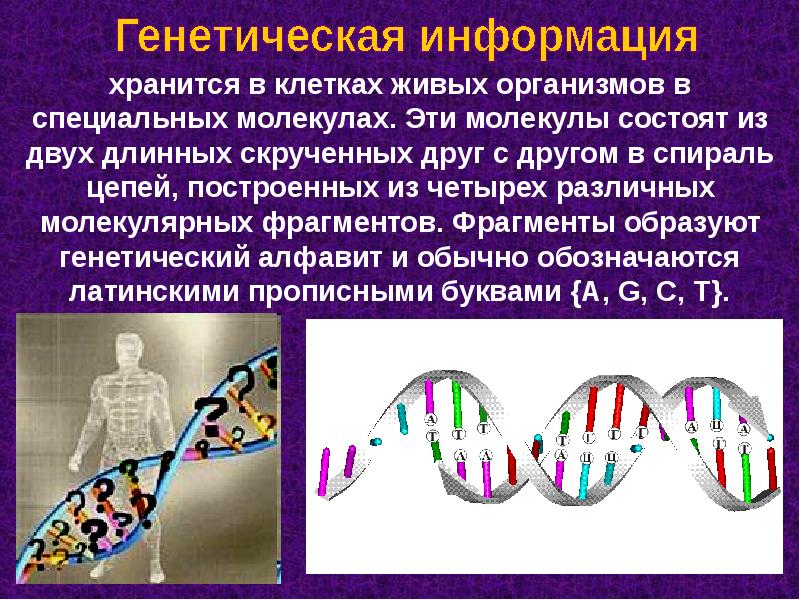 Наследственная информация вывод. Наследственная информация хранится в. Генетическая информация. Передача наследственной информации клетки.