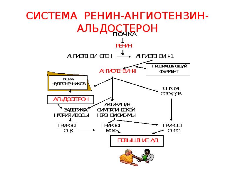 Ренин ангиотензин альдостероновая система физиология схема