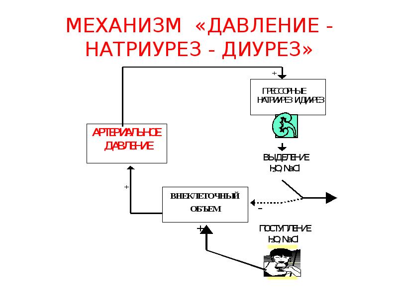 Механизмы диуреза. Механизмы регуляции натрийуреза. Механизм давления. Прессорный натрийурез механизмы.