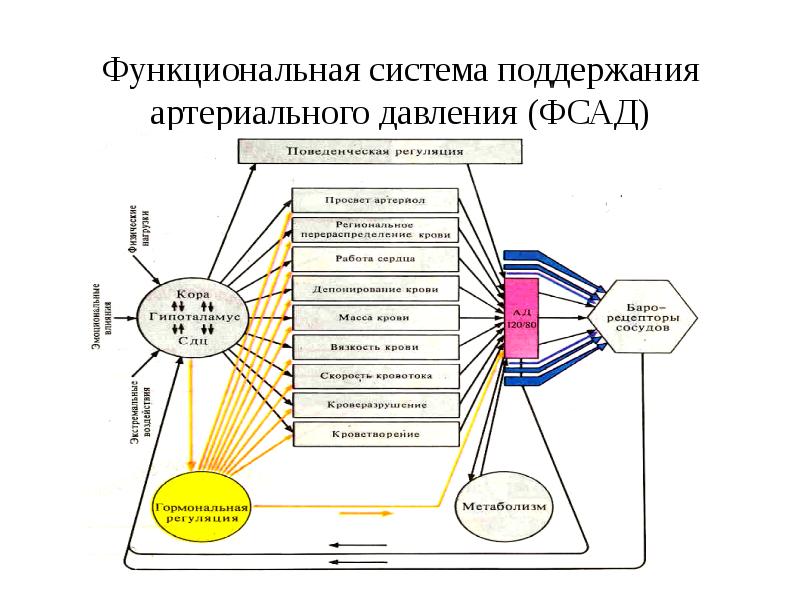 Обеспечивают функциональную. Функциональная система регуляции артериального давления. Функциональная система регуляции ад. Схема функциональной системы регуляции уровня ад. Схема функциональной системы регуляции артериального давления.