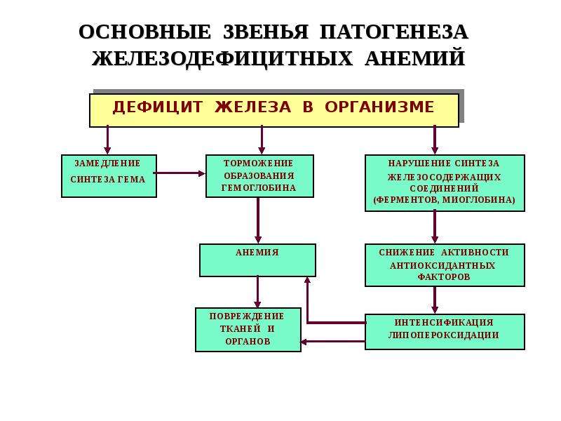 Патология красной крови патофизиология презентация