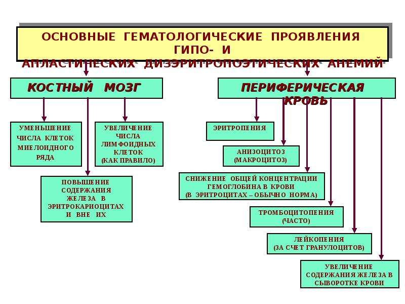 Патология белой крови патофизиология презентация