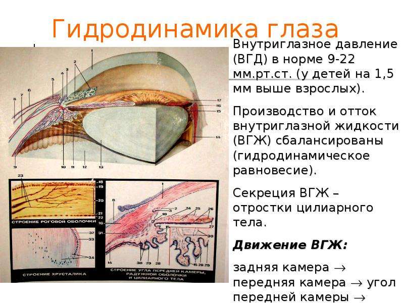 Гидродинамика глаза. Гидродинамика глаза схема. Нарушение гидродинамики глаза. Шлеммов канал глаза. Увеосклеральный путь оттока внутриглазной жидкости.