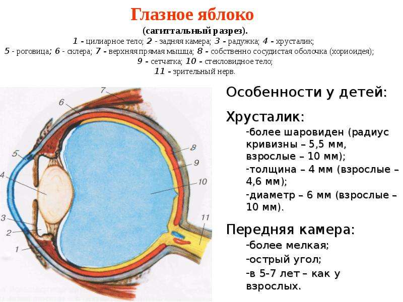 Организация органа зрения