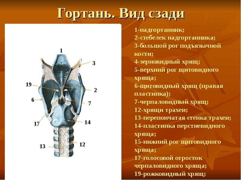 Гортань человека строение в картинках с подписями