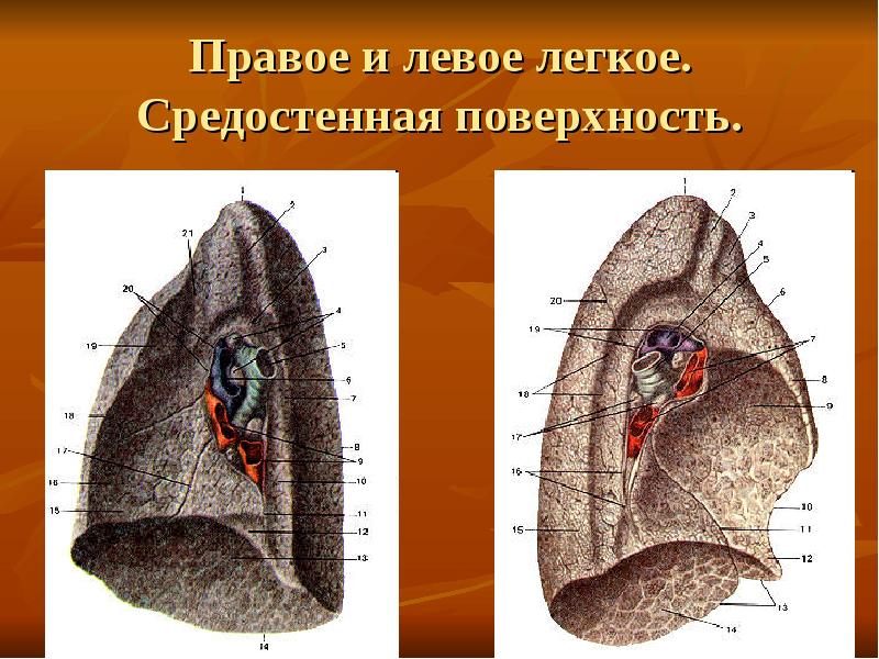 Правое и левое легкое рисунок