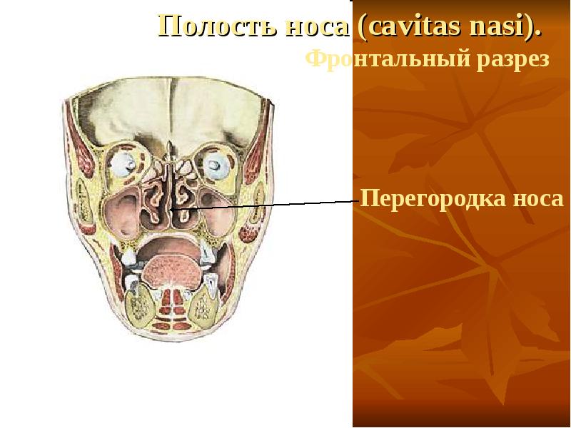 Передняя полость. Полость носа фронтальный разрез. Полость носа фронтально.