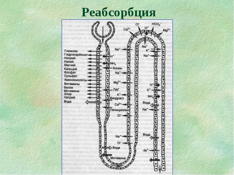 Реабсорбция. Тубулярная реабсорбция фосфатов. Реабсорбция у детей. Канальцевой реабсорбции фосфатов. Реабсорбция патофизиология.