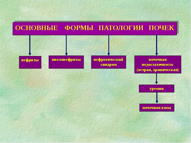 Патология почек презентация