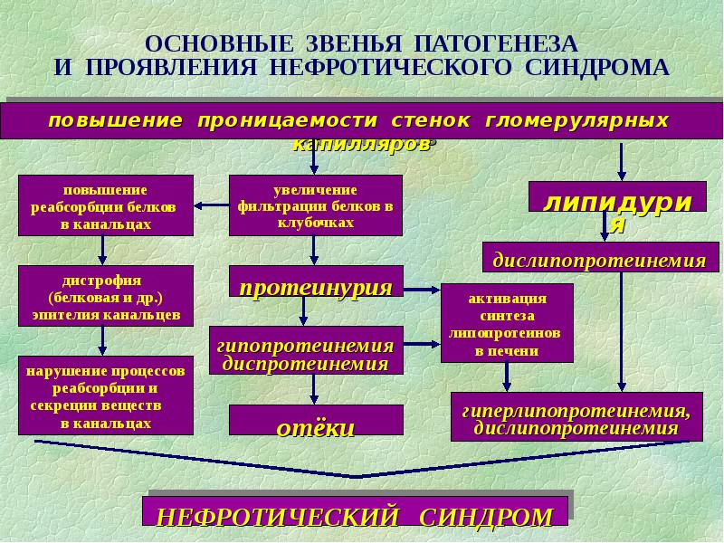 Блок схема механизмы нарушения функций почек