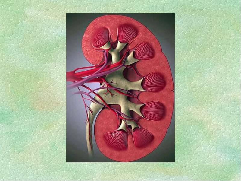 Патология почек. Экспериментальное моделирование патологии почек патофизиология. Нарушение фильтрации почек патофизиология. Патология почек патофизиология.
