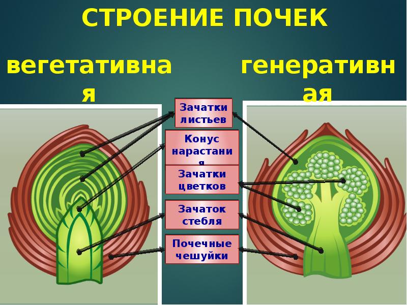 Генеративная почка схема