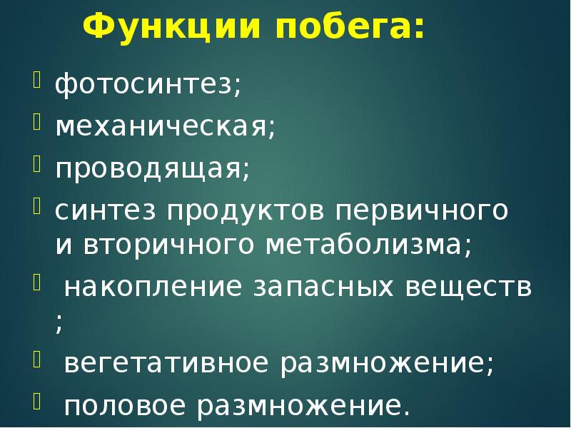 Функции побега. Основные функции побега. Каковы основные функции побега?. Функции побега растения. Функции побега 6 класс.