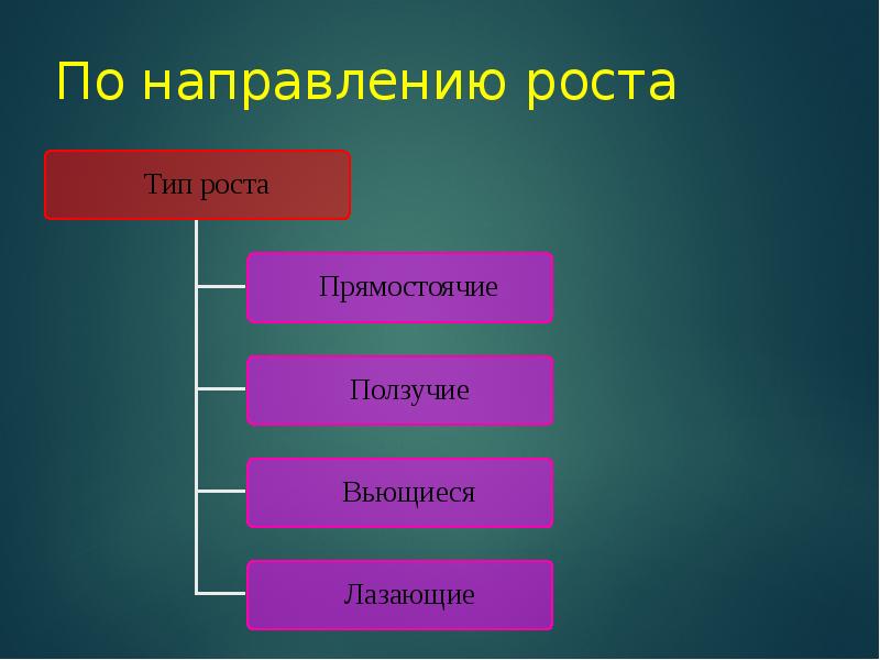 По направлению роста. Виды направления роста.