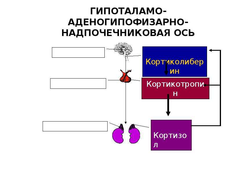 Приора рхх адаптация