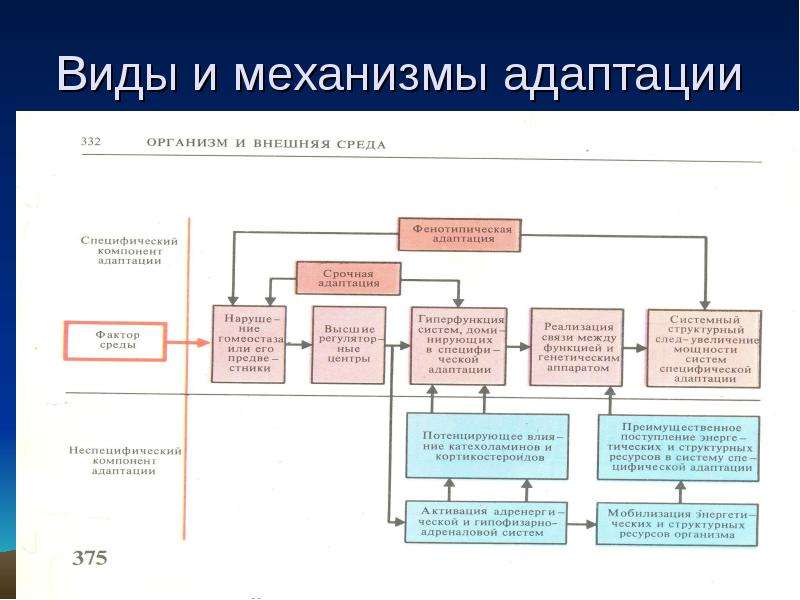 Схему механизмов адаптации