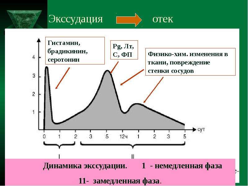 Экссудация это в патологии. Фаза экссудации. Стадии экссудации воспаления. Стадия экссудации при воспалении. Механизм экссудации при воспалении.