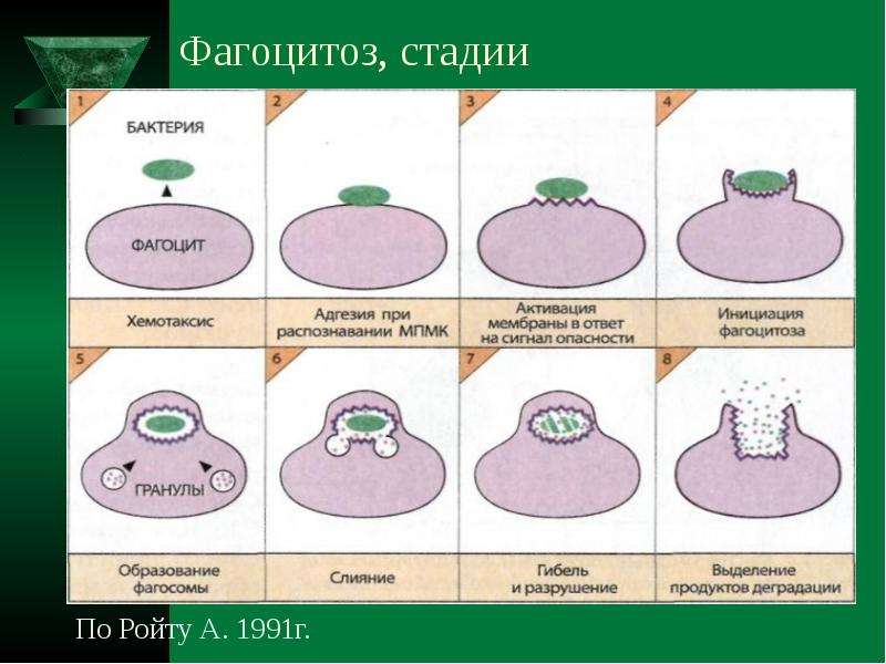 Фазы фагоцитоза схема