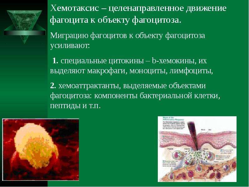 Наблюдение за хемотаксисом. Этапы хемотаксиса и фагоцитоза. Воспаление это типовой патологический процесс. Хемотаксис фагоцитов. Фагоцитоз воспаление.