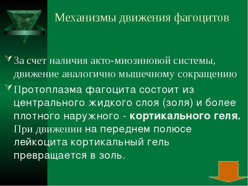 Воспаление типовой патологический процесс. Механизмы движения фагоцита. Механизмы фагоцитов.