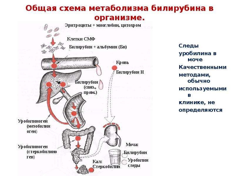 Выходит билирубин зеленым стулом