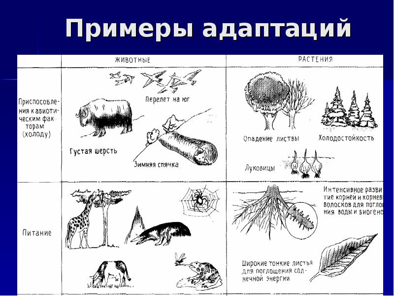 Рассмотрите рисунок напишите какие приспособления к окружающей среде имеют изображенные организмы