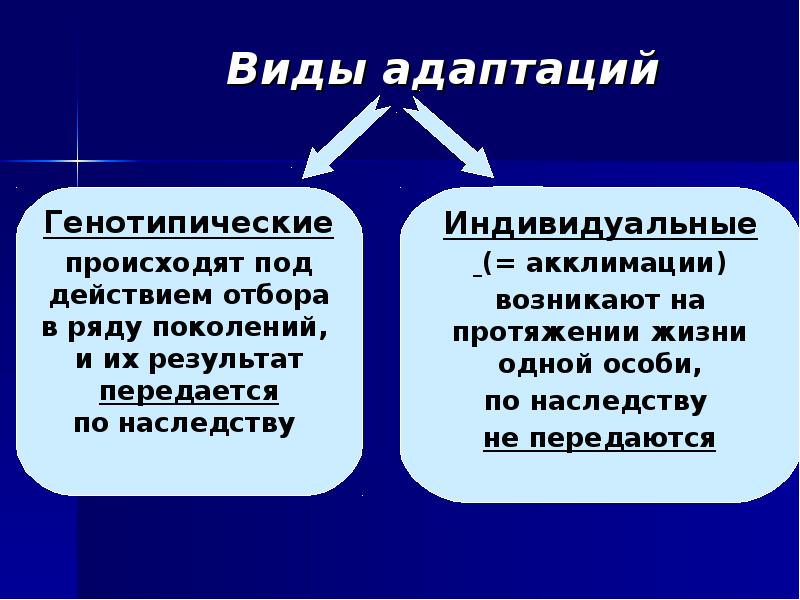 Индивидуальная адаптация это. Адаптация организмов к абиотическим факторам. Индивидуальная адаптация. Виды адаптации. Генотипическая адаптация.