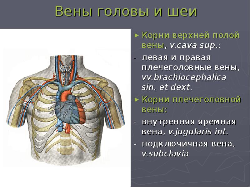 Правая плечеголовная вена