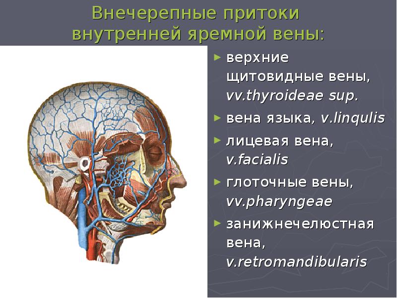 Норма внутренней яремной вены