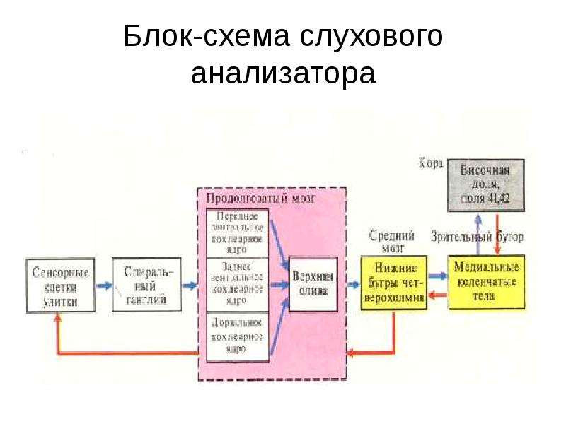 1 нарисовать блок схемы слуховой и вестибулярной сенсорных систем