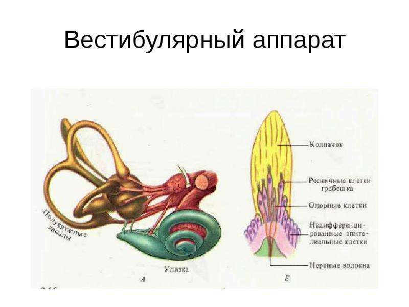 Вестибулярный анализатор схема физиология