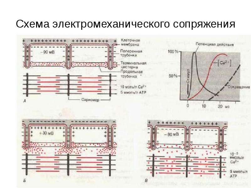 Схема электромеханического сопряжения в миокарде