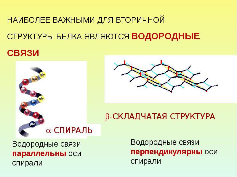 Белки водородные связи. Первичная структура белка пространственная. Первичная структура белка связи. Складчатая структура белка. Первичная структура белка водородные связи.