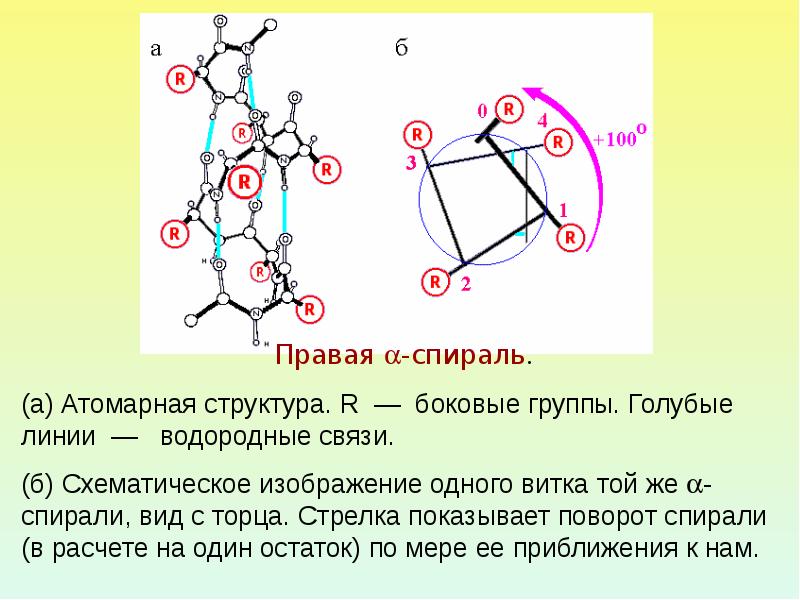 Первичная структура белка фото